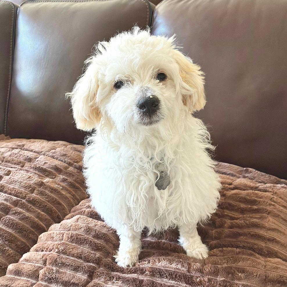 Enlarge Yeti, a Adoptable mixed breed in Flower Mound, TX image 3/5