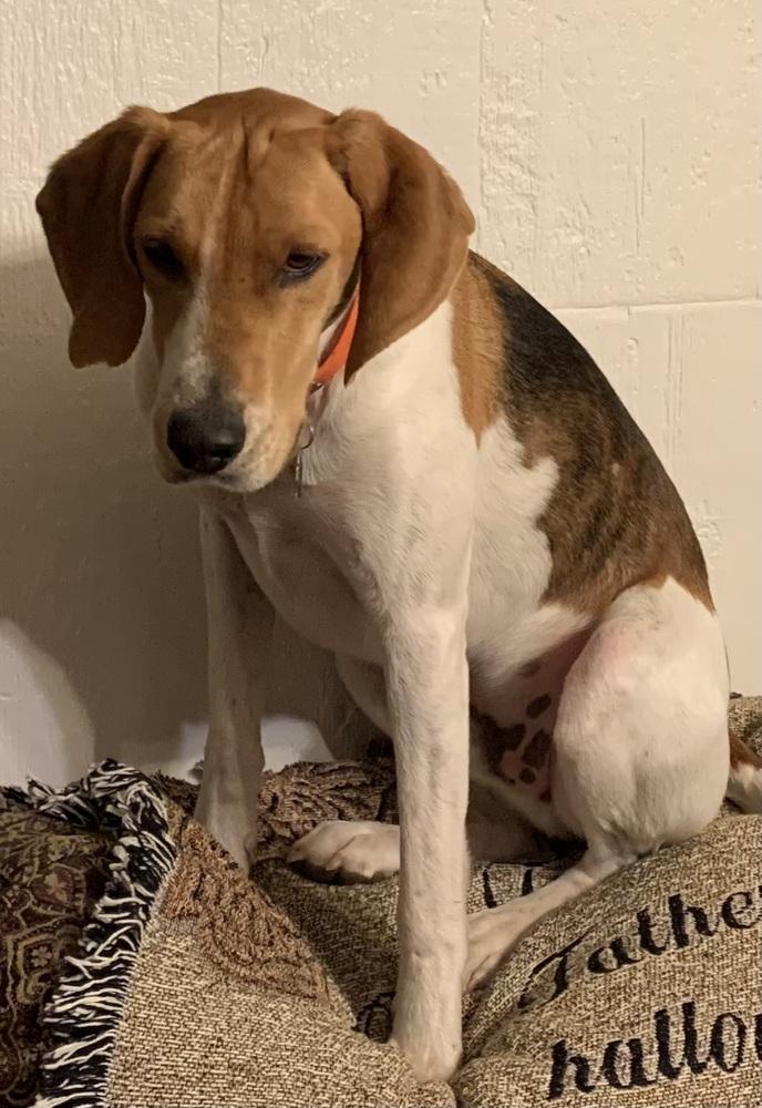 Lucky, Adoptable, Adult Male Foxhound & Hound.