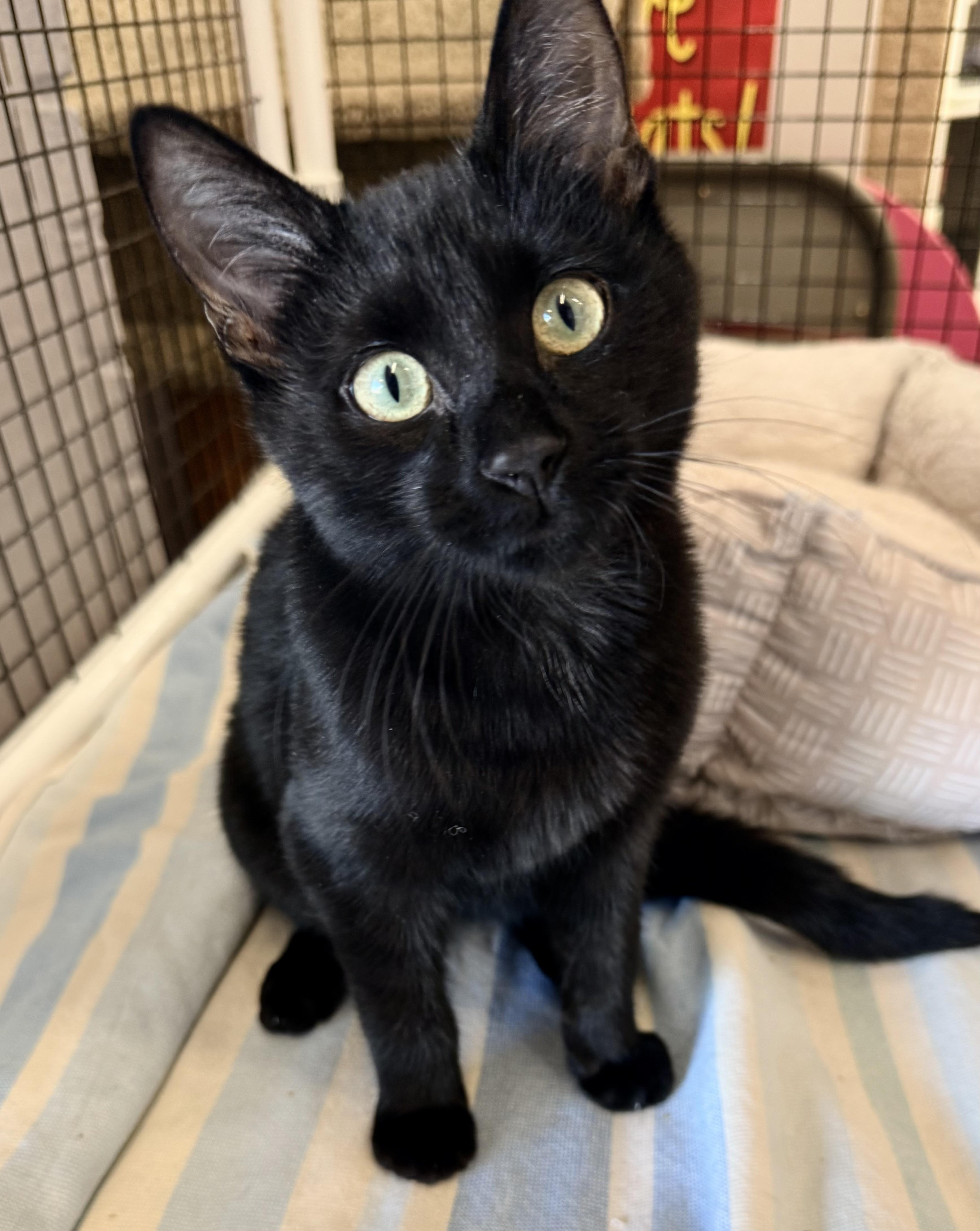 Enlarge Jimmy, a Adoptable Domestic Short Hair in Frederick, MD image 1/3