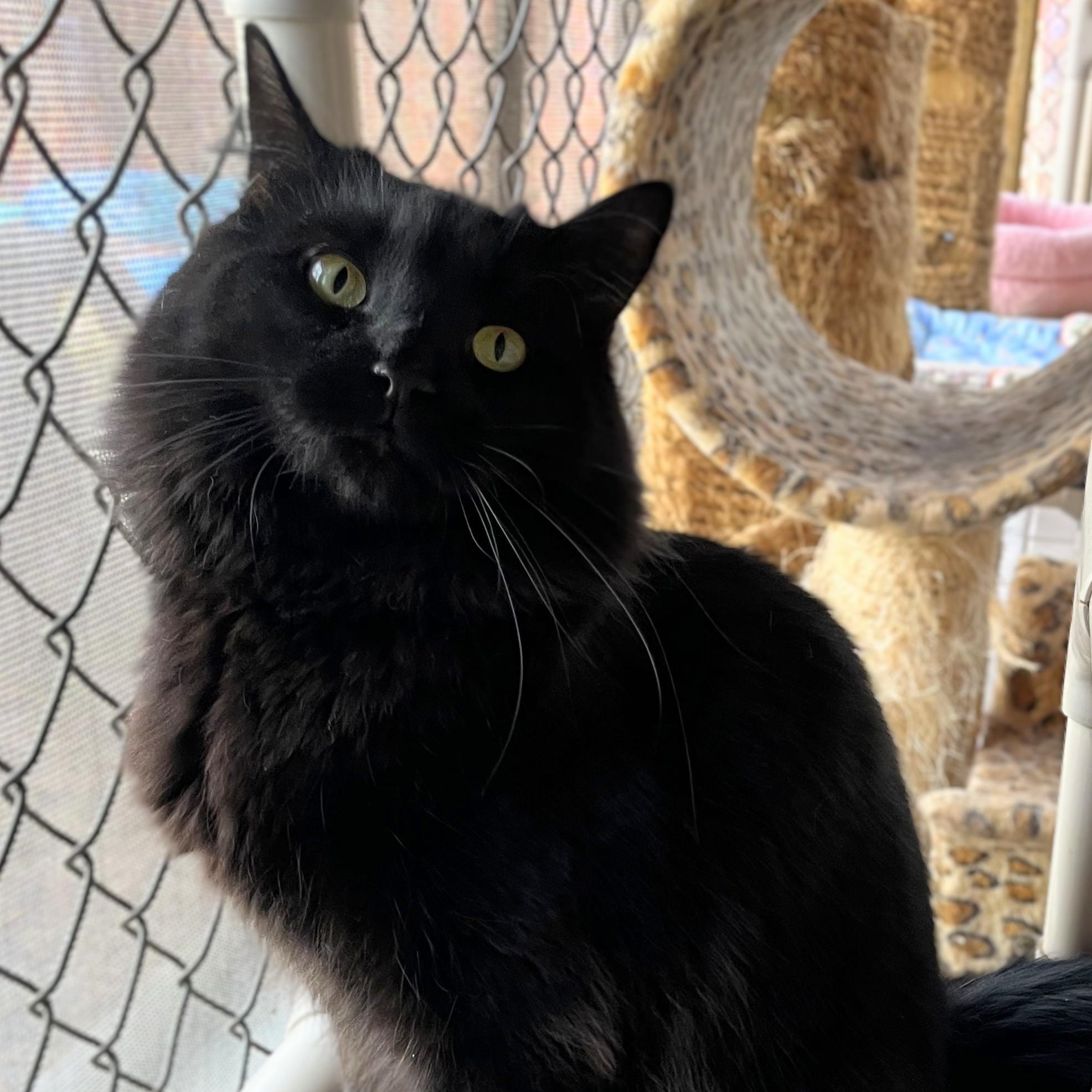 Enlarge Espresso , an adopted Domestic Long Hair in New Windsor, NY image 1/2