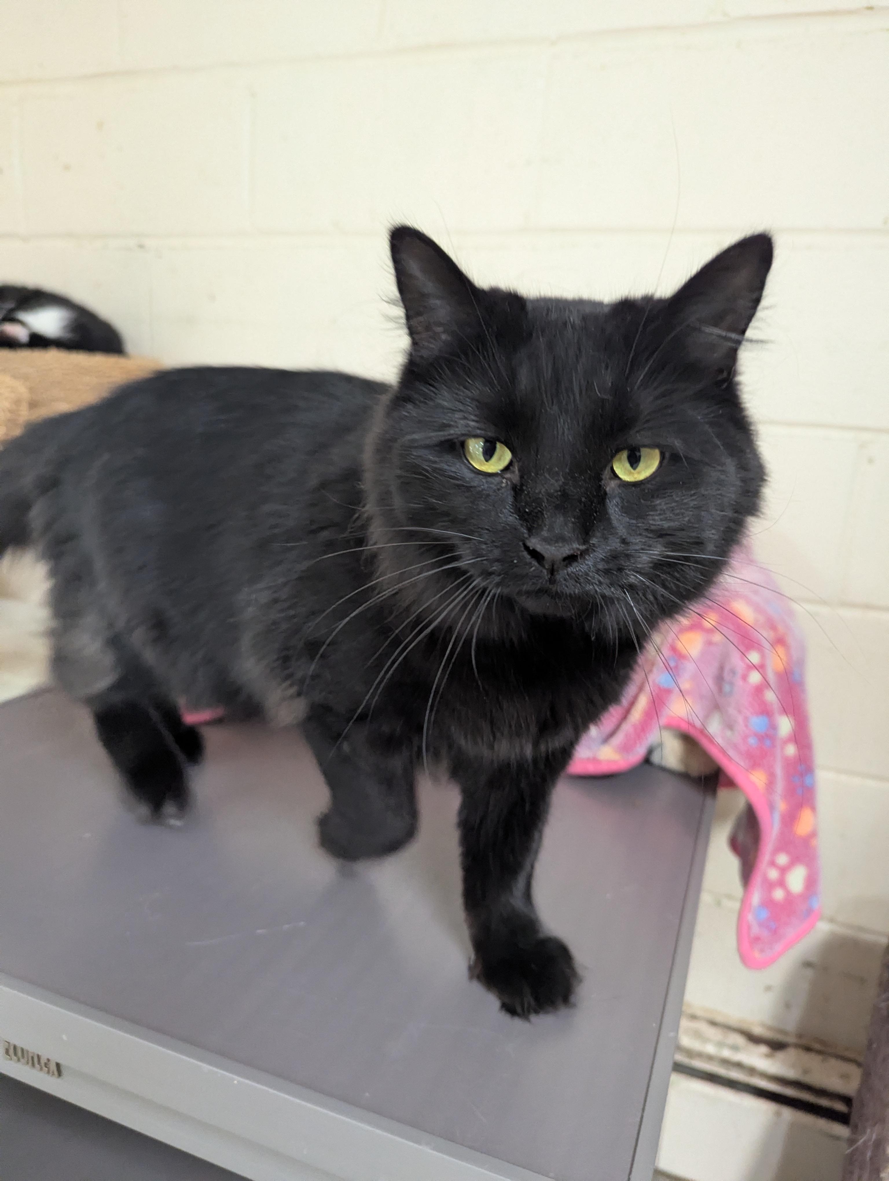 Enlarge Espresso , an adopted Domestic Long Hair in New Windsor, NY image 2/2