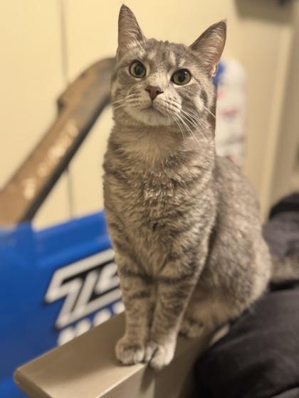 Enlarge Winnifred, a Adoptable mixed breed in Gwinn, MI image 1/3
