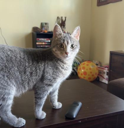 Enlarge Winnifred, a Adoptable mixed breed in Gwinn, MI image 3/3