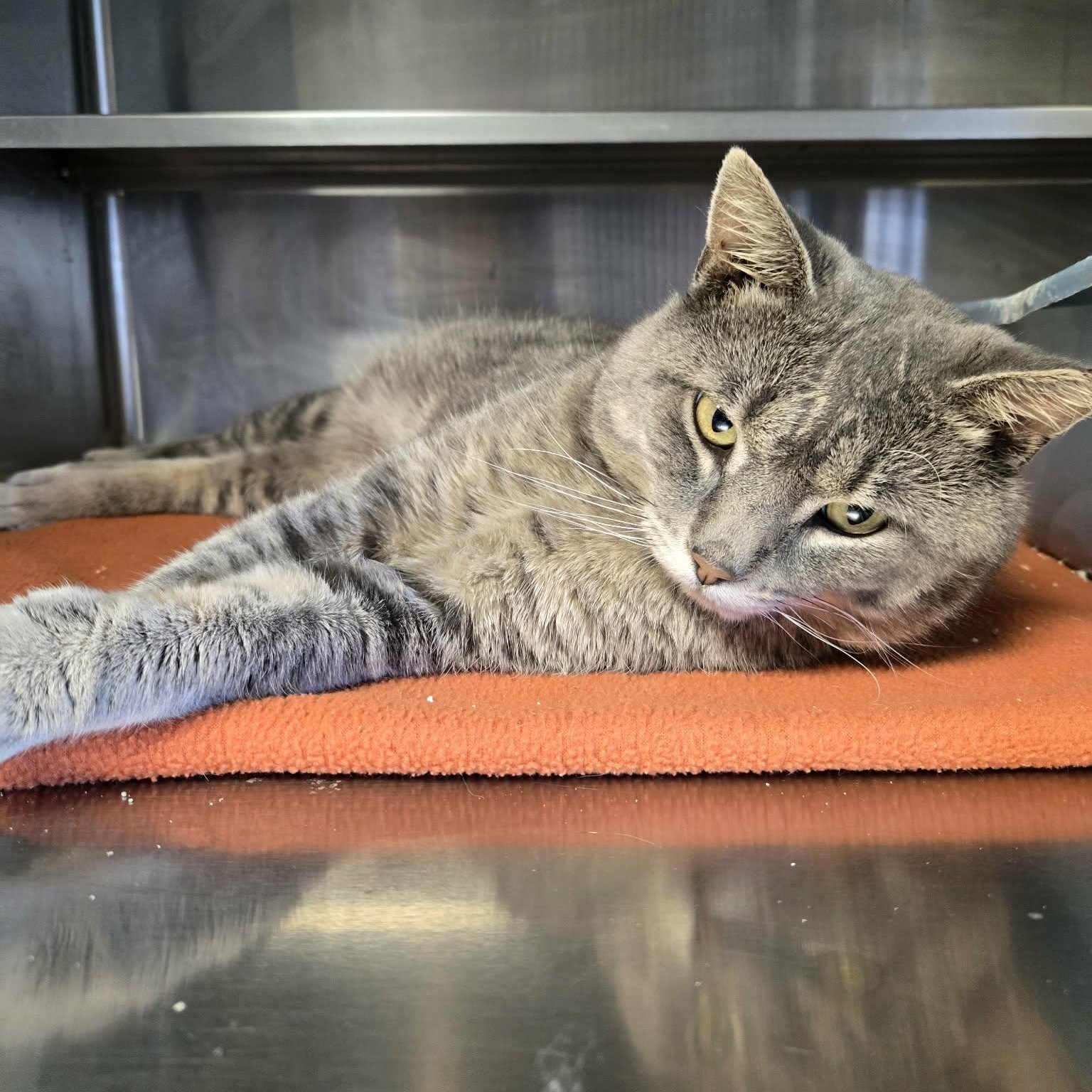 Enlarge Kurtis, a Adoptable Domestic Short Hair in Watertown, WI image 2/2