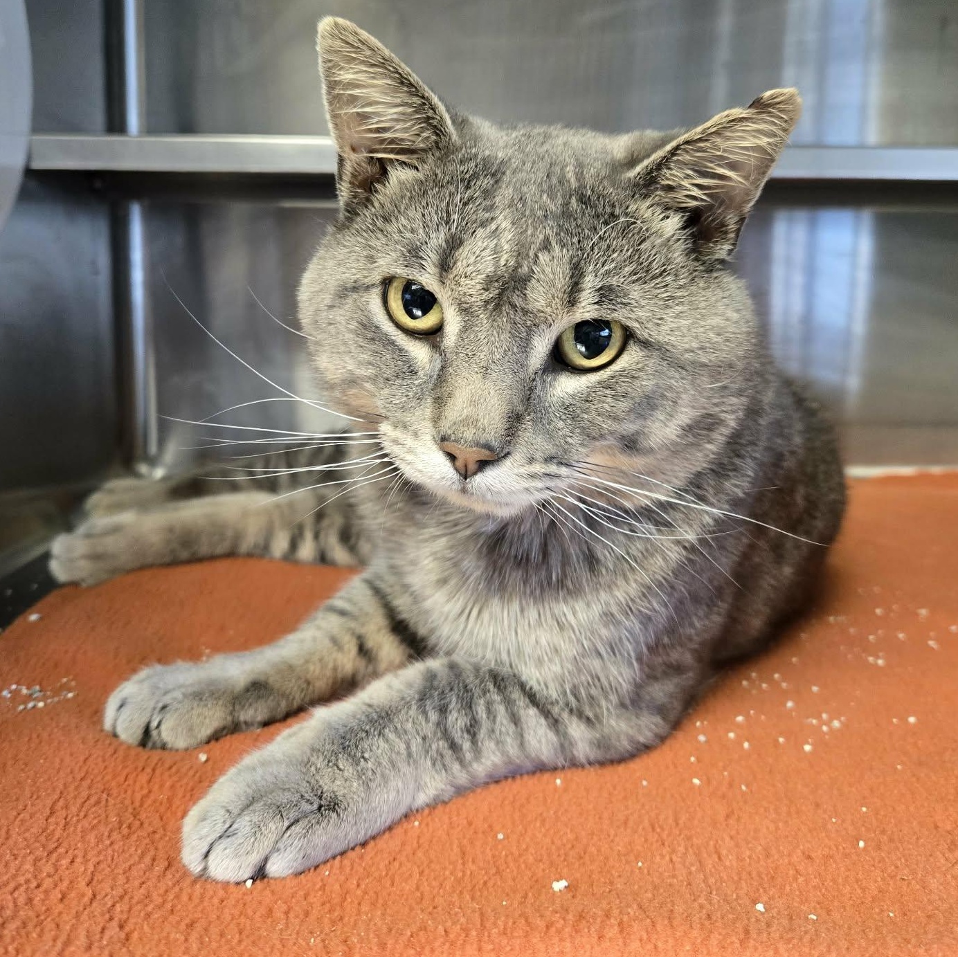 Kurtis, Adoptable, Young Male Domestic Short Hair.