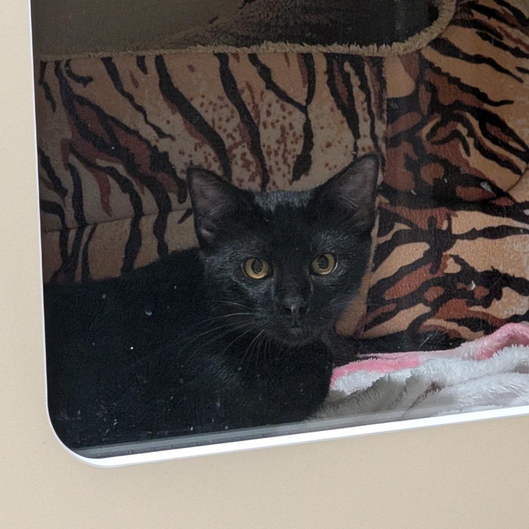 Enlarge Splotch, a Adoptable Domestic Short Hair in Sarasota, FL image 1/6