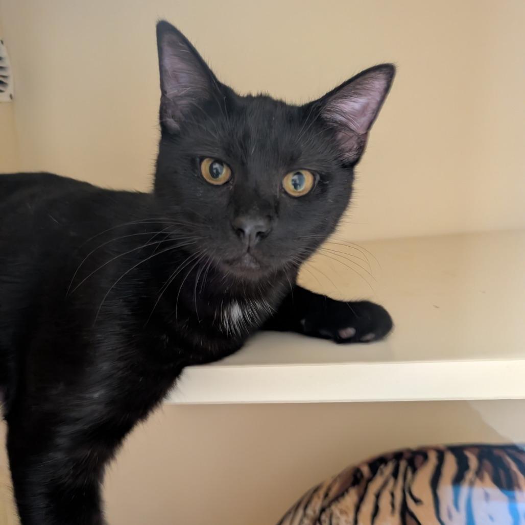 Enlarge Splotch, a Adoptable Domestic Short Hair in Sarasota, FL image 2/6