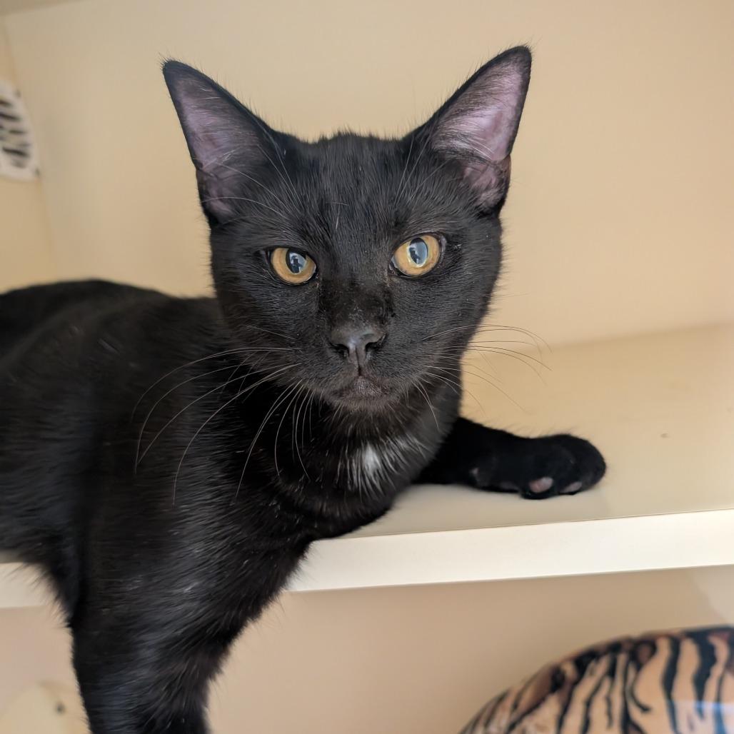 Enlarge Splotch, a Adoptable Domestic Short Hair in Sarasota, FL image 3/6