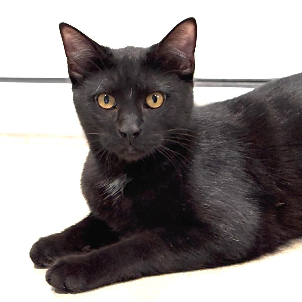 Enlarge Splotch, a Adoptable Domestic Short Hair in Sarasota, FL image 6/6