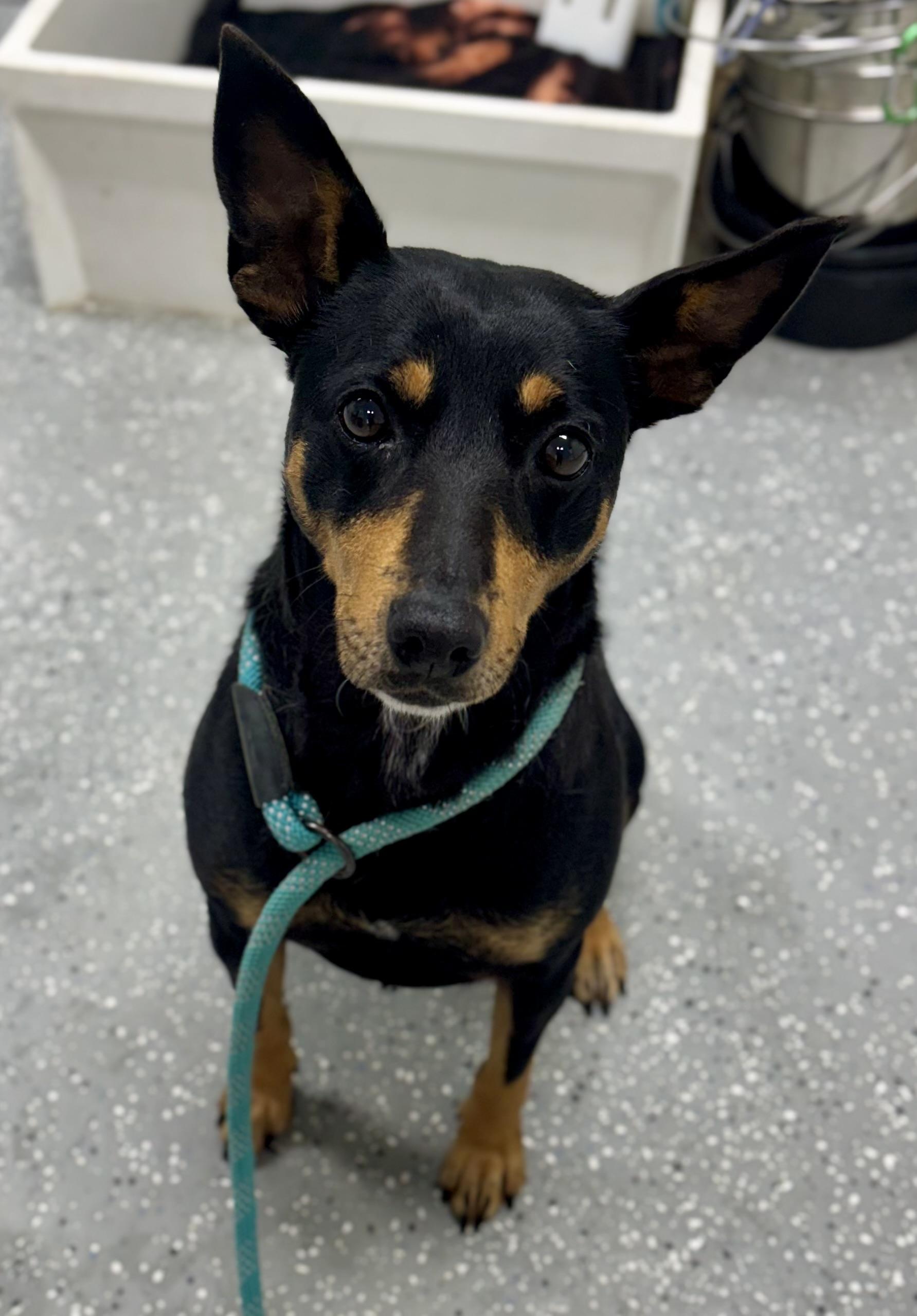 Enlarge Lainey, a ADOPTABLE mixed breed in Bardstown, KY image 5/5