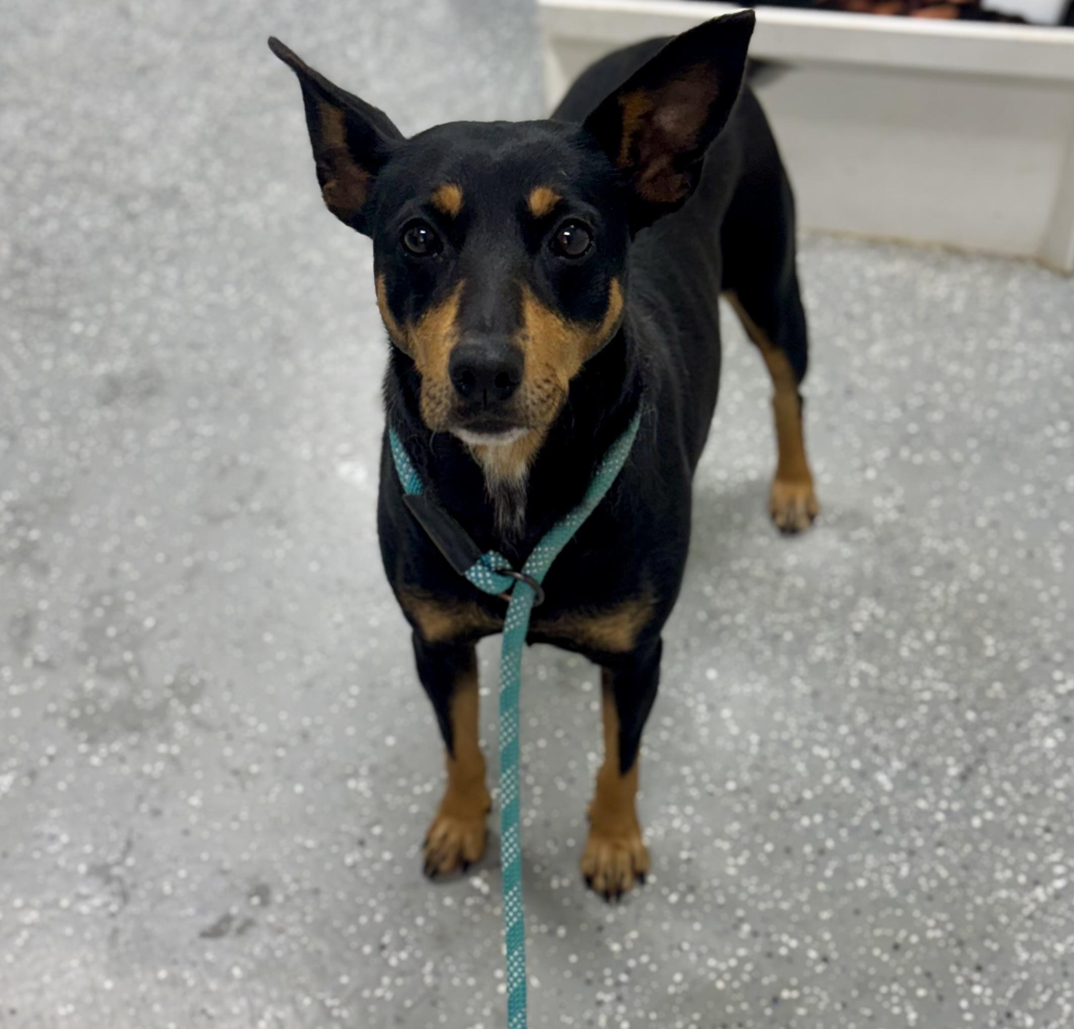 Enlarge Lainey, a ADOPTABLE mixed breed in Bardstown, KY image 4/5