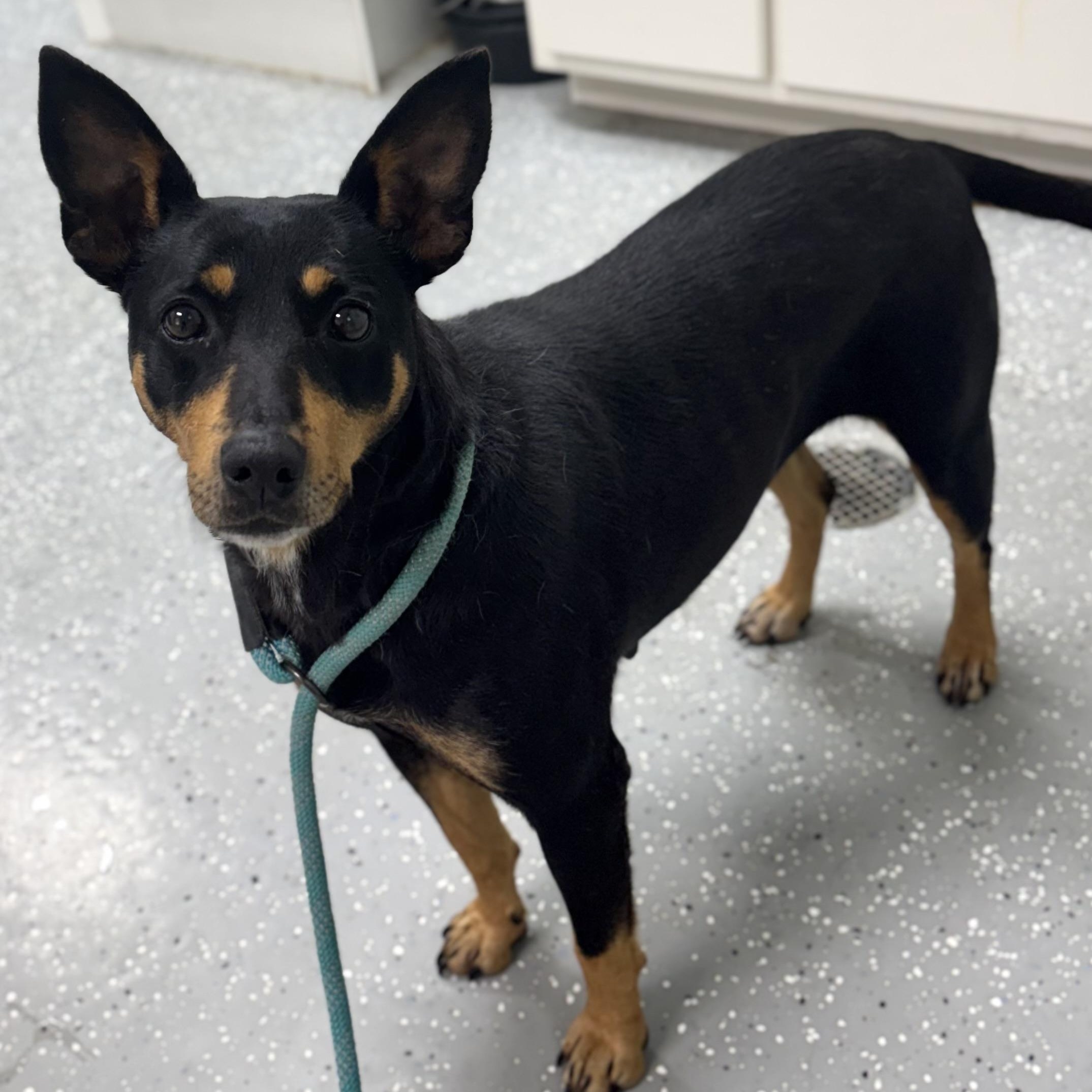 Enlarge Lainey, a ADOPTABLE mixed breed in Bardstown, KY image 1/5