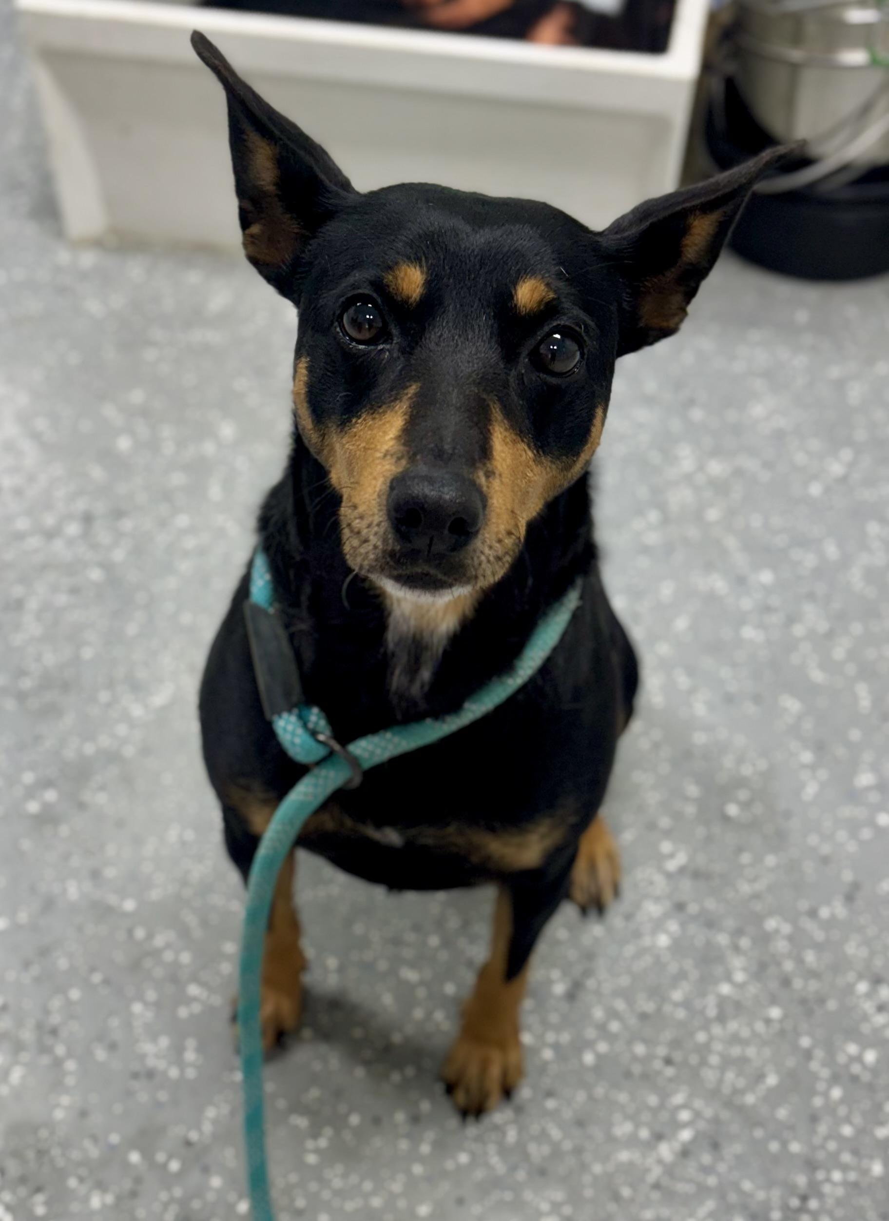 Enlarge Lainey, a ADOPTABLE mixed breed in Bardstown, KY image 2/5