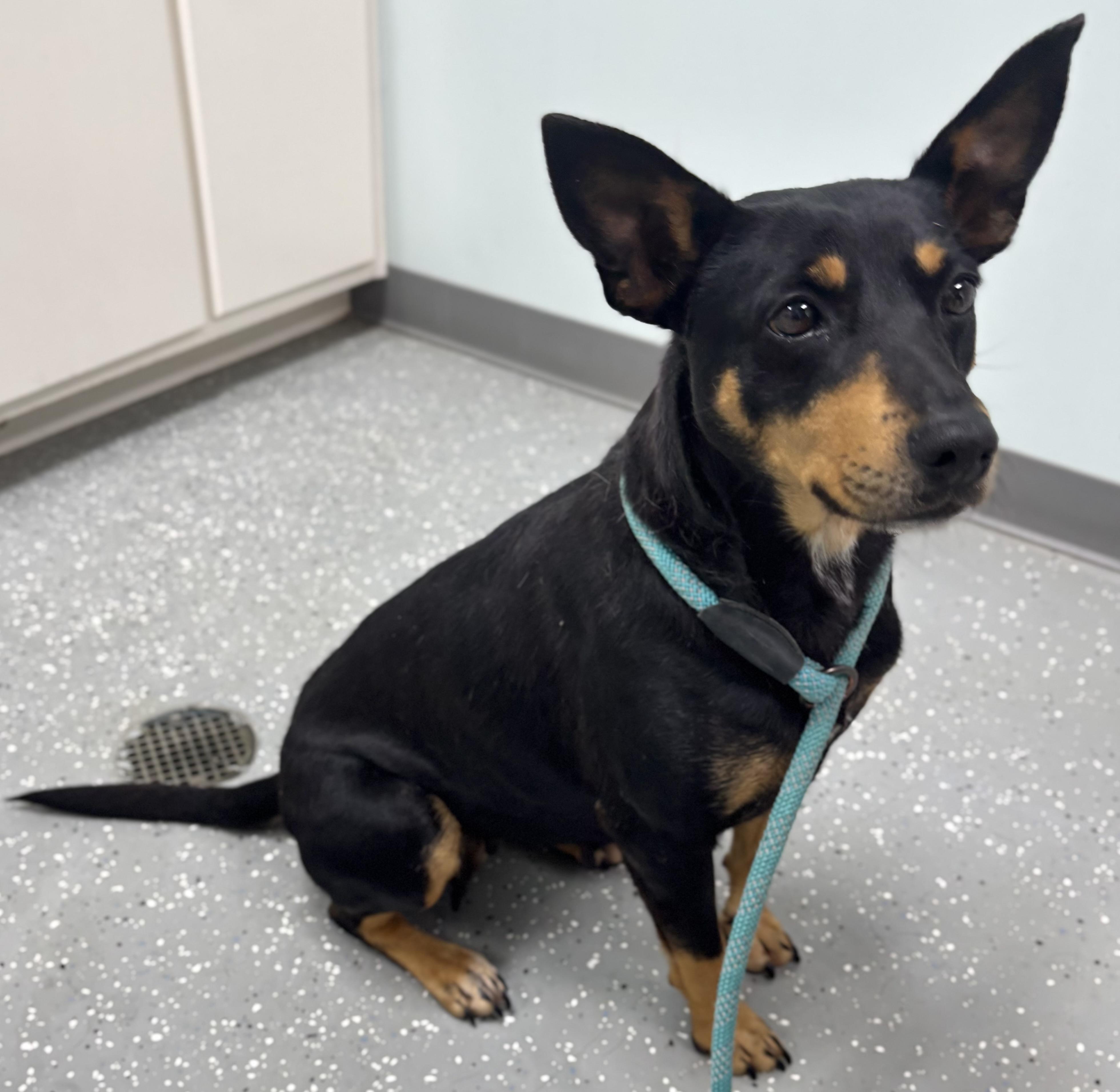 Enlarge Lainey, a ADOPTABLE mixed breed in Bardstown, KY image 3/5