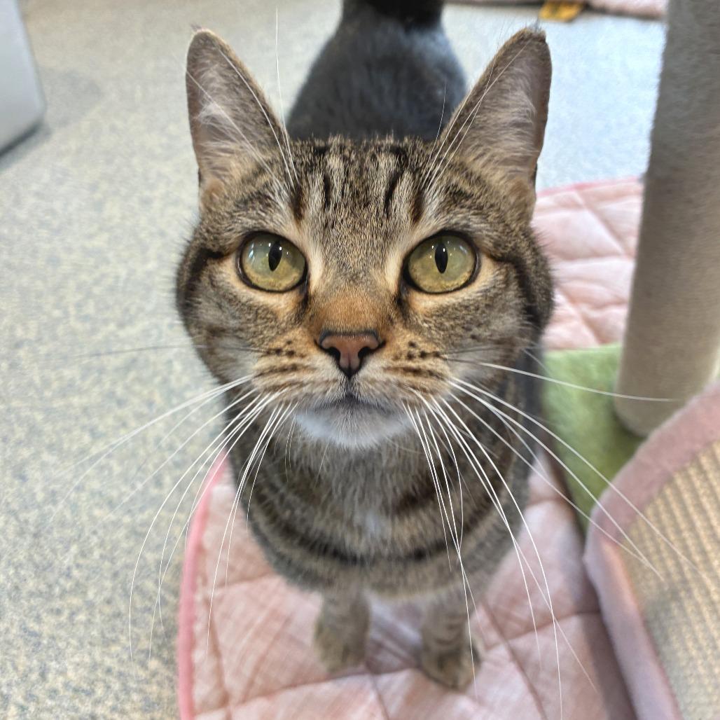 Trixie, Adoptable, Senior Female Domestic Short Hair.