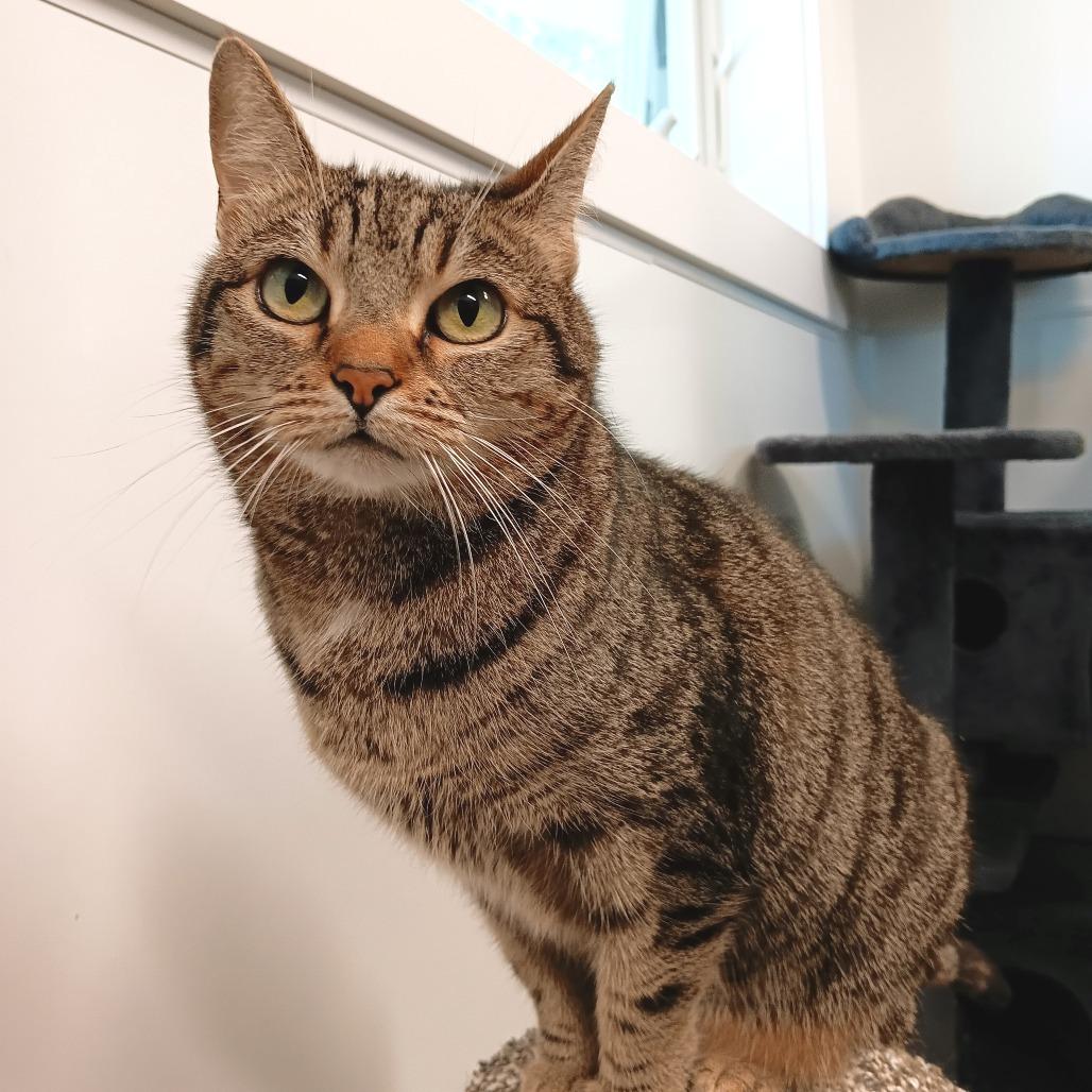 Trixie, a Adoptable Domestic Short Hair in East Hampton, NY image 1/5