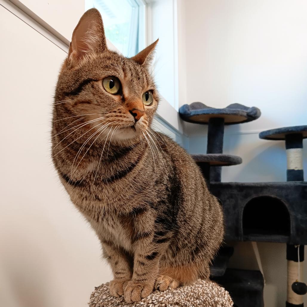 Trixie, a Adoptable Domestic Short Hair in East Hampton, NY image 2/5