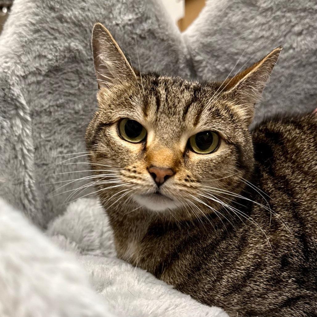 Trixie, a Adoptable Domestic Short Hair in East Hampton, NY image 3/5