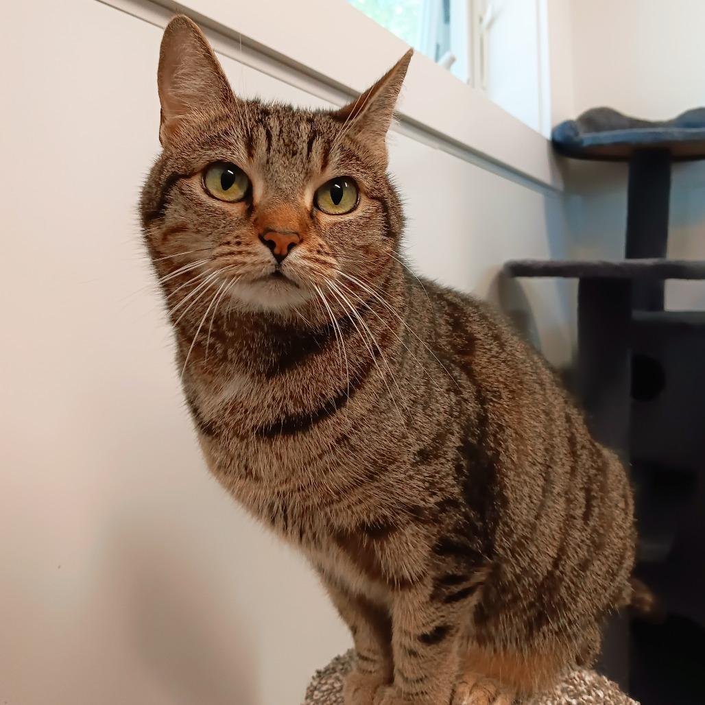 Trixie, a Adoptable Domestic Short Hair in East Hampton, NY image 4/5