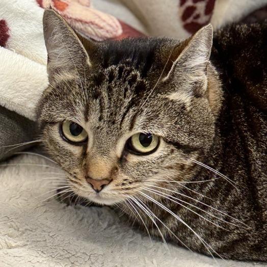 Trixie, a Adoptable Domestic Short Hair in East Hampton, NY image 5/5