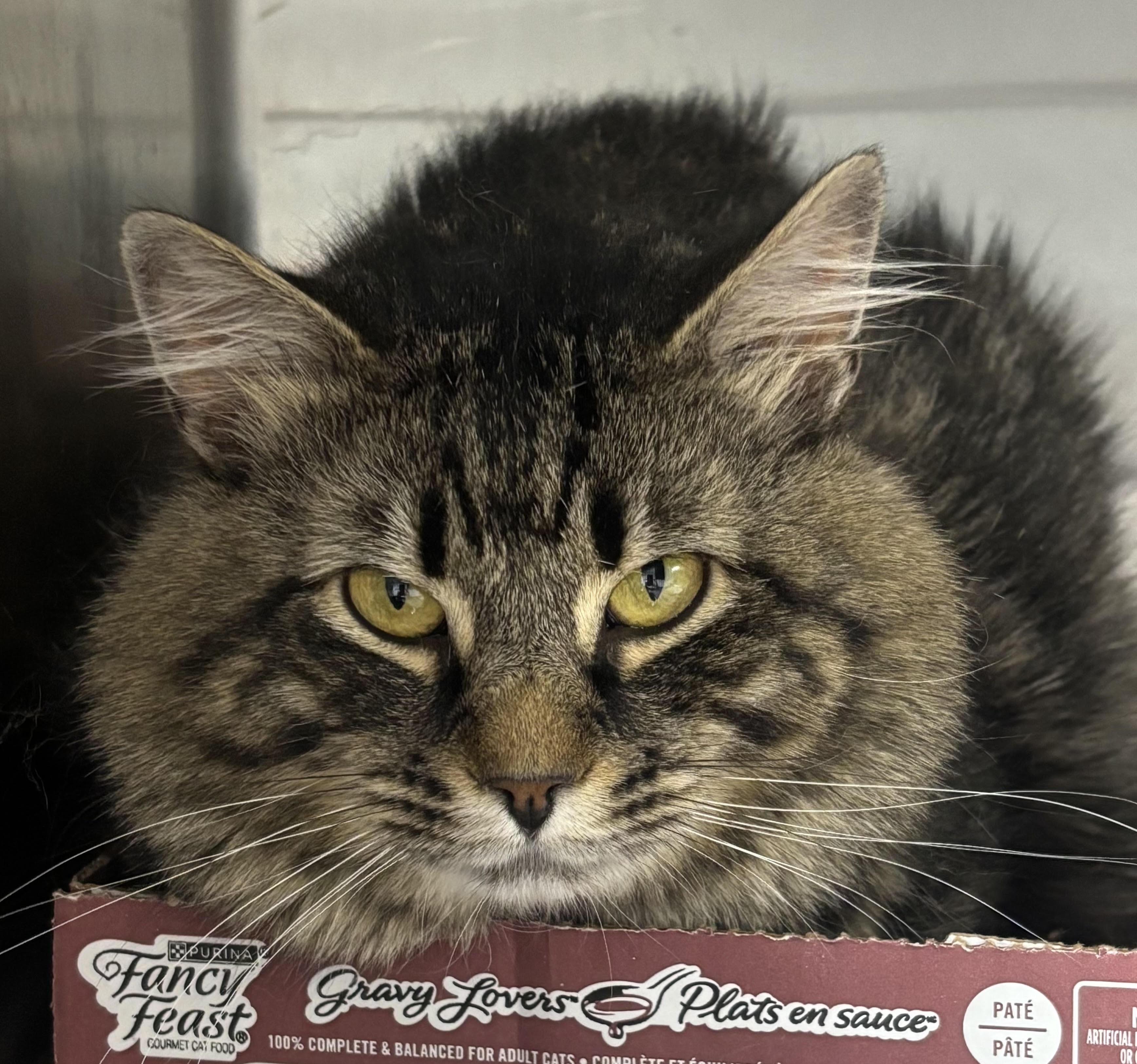 Enlarge Theodore, an adopted Domestic Long Hair in New Haven, CT image 2/2