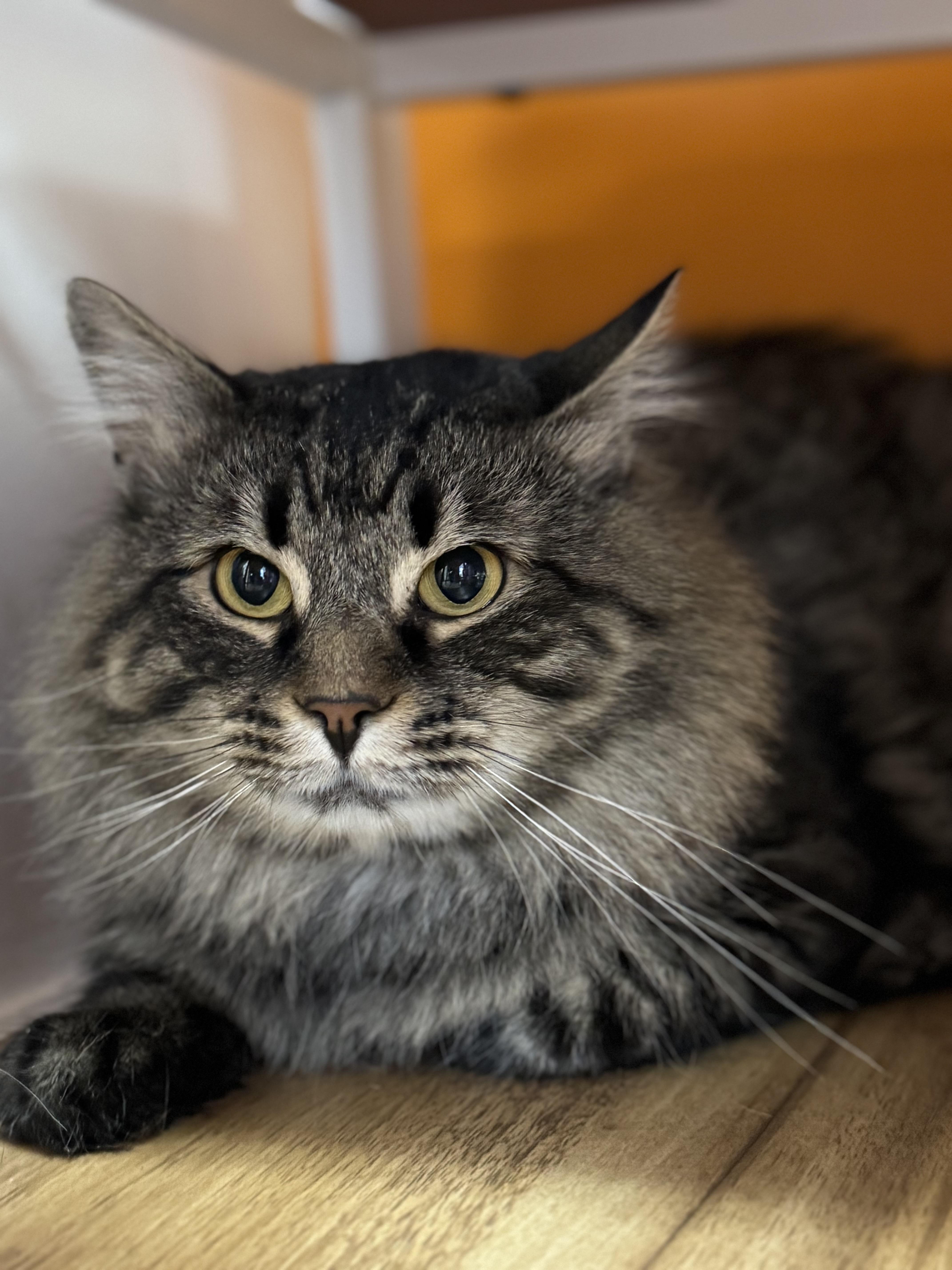 Theodore, adopted, Adult Male Domestic Long Hair.