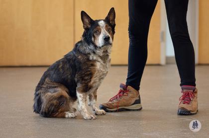 Enlarge Holmes, a Adoptable mixed breed in Ann Arbor, MI image 1/3