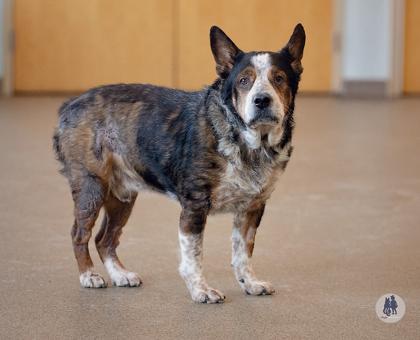Enlarge Holmes, a Adoptable mixed breed in Ann Arbor, MI image 2/3