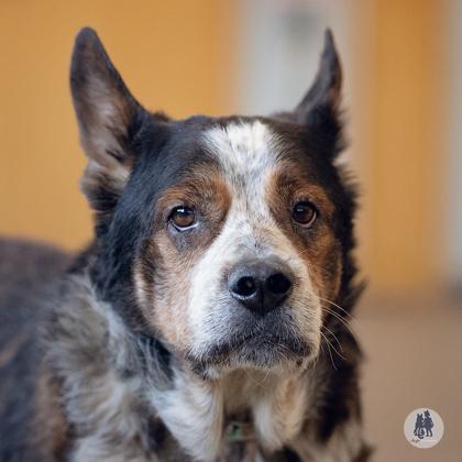 Enlarge Holmes, a Adoptable mixed breed in Ann Arbor, MI image 3/3