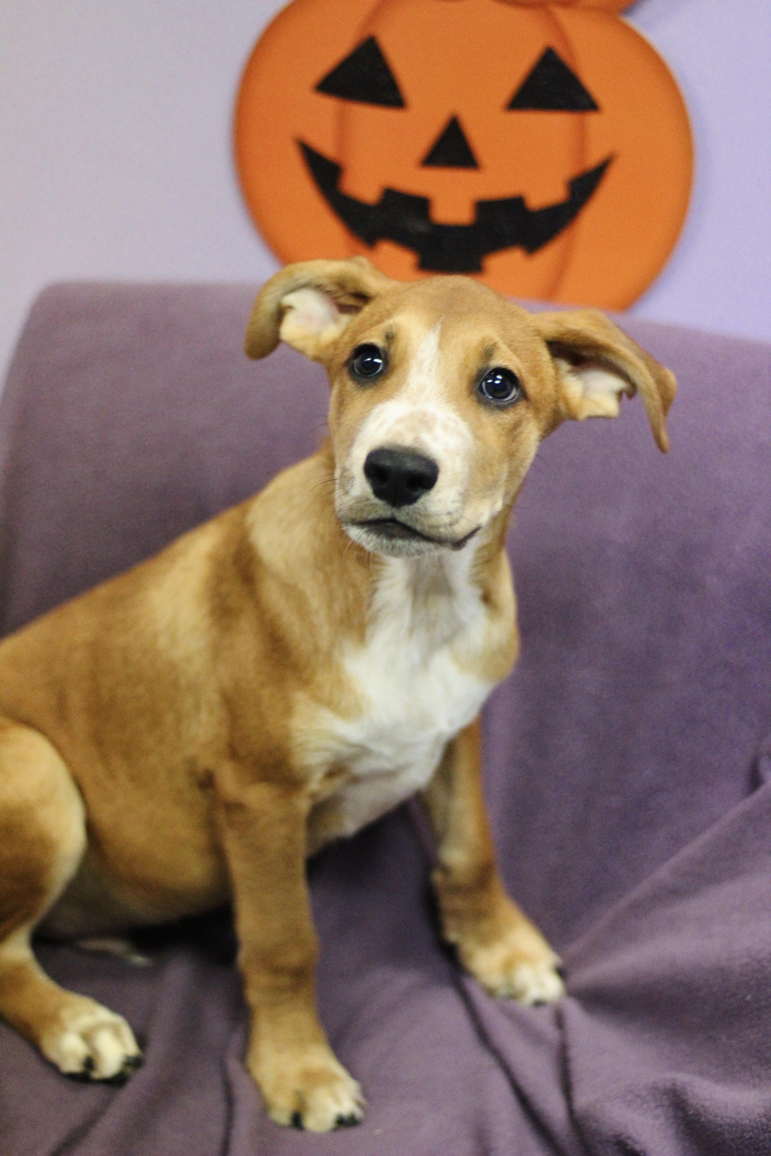 Pudge in NH. Come Meet our Adoptable Dogs Wednesday-Saturday. More info in Bio, Adoptable, Puppy Male Terrier.
