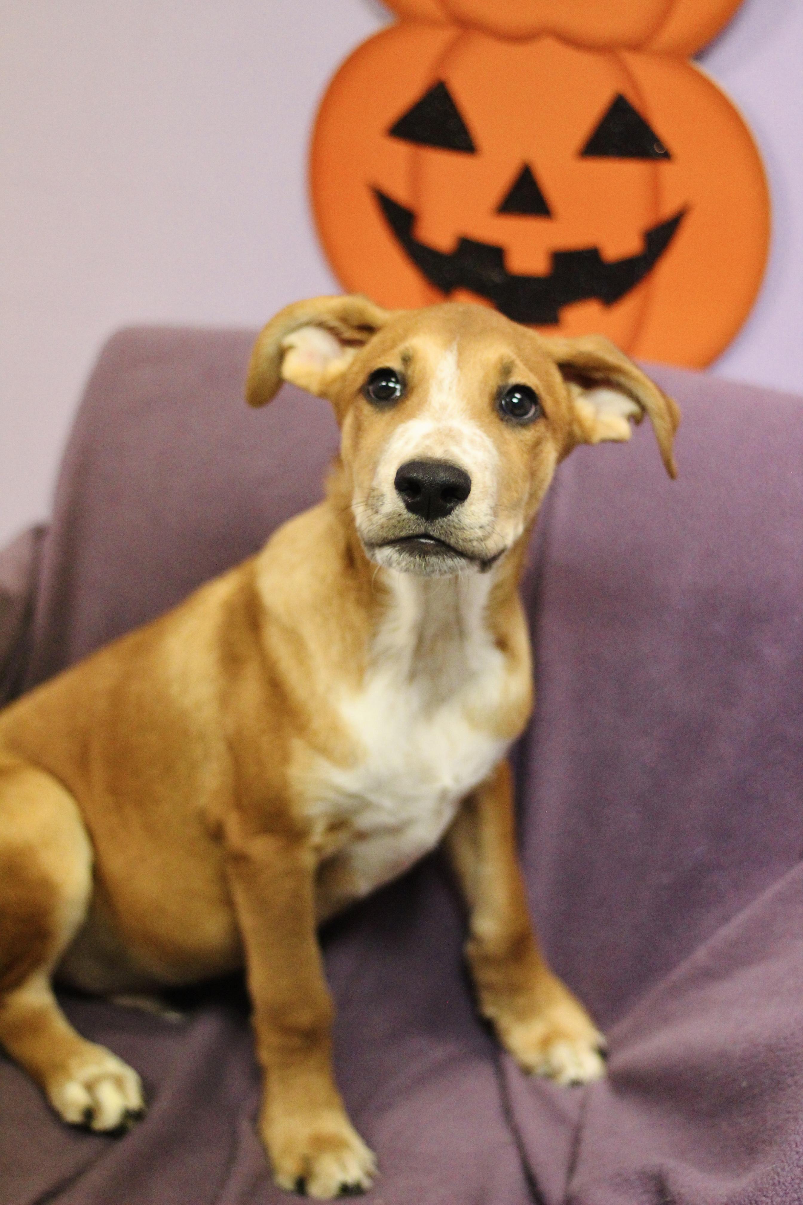 Enlarge Pudge in NH. Come Meet our Adoptable Dogs Wednesday-Saturday. More info in Bio, a Adoptable mixed breed in Manchester, NH image 2/3