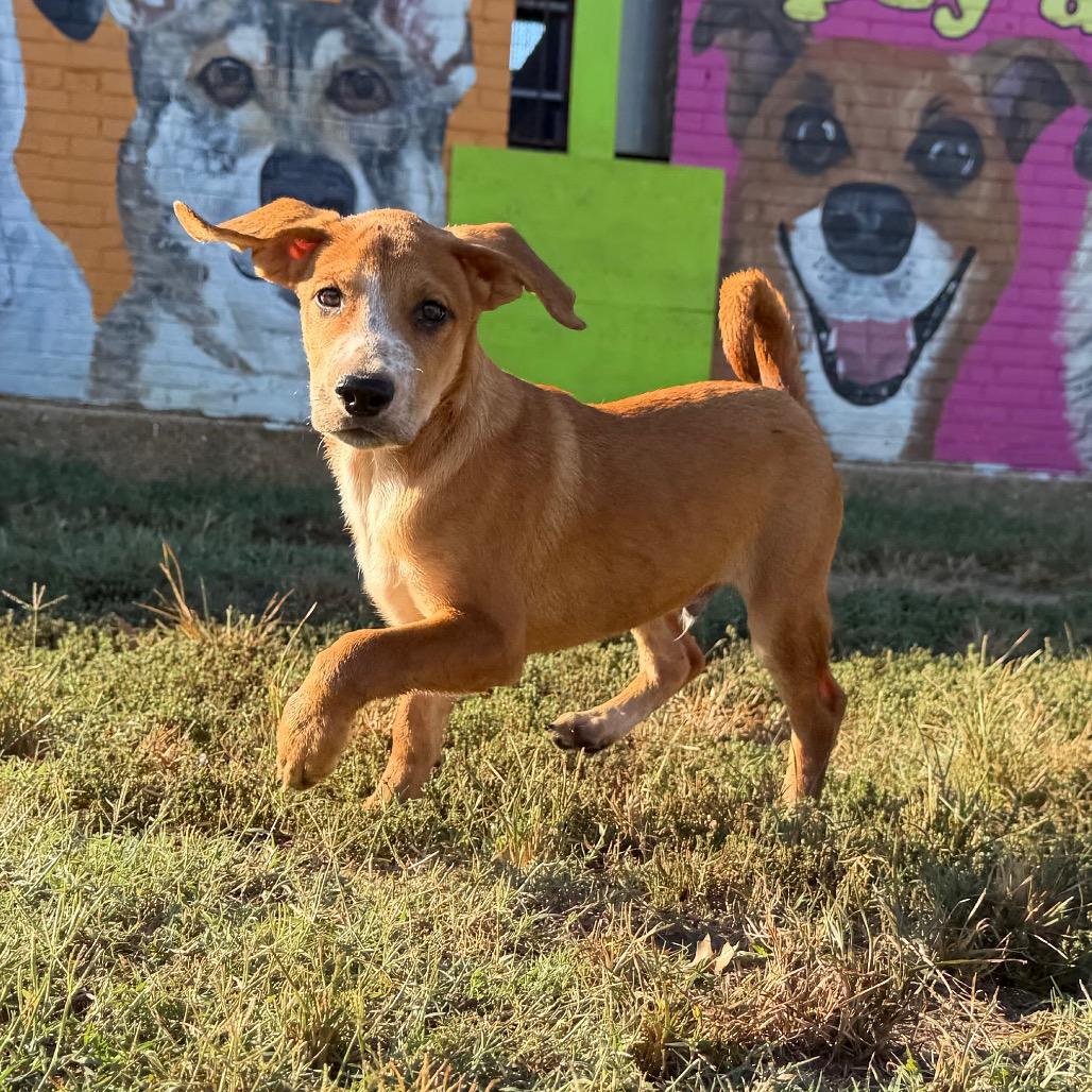 Enlarge Pudge in NH. Come Meet our Adoptable Dogs Wednesday-Saturday. More info in Bio, a Adoptable mixed breed in Manchester, NH image 3/3
