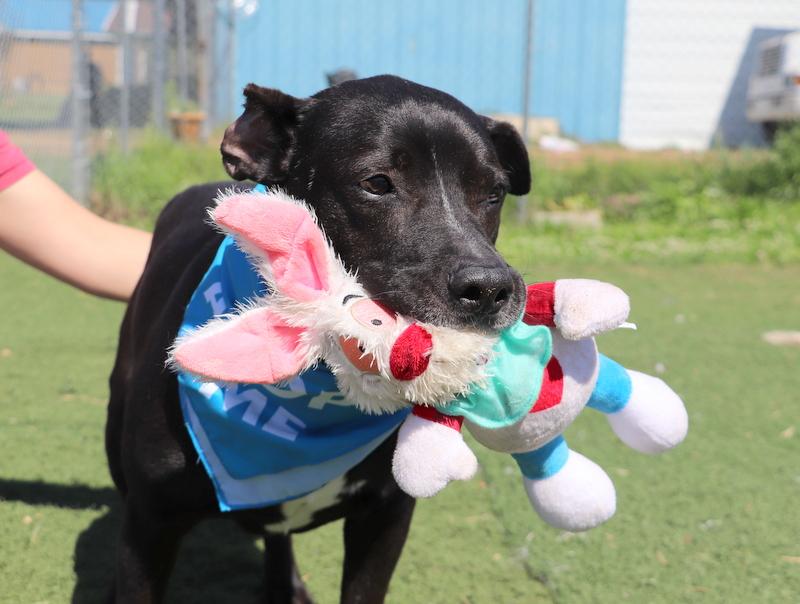Enlarge Gates, a Adoptable mixed breed in Jackson, MS image 2/6