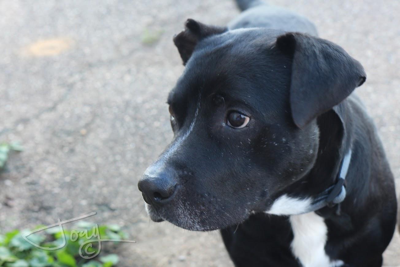 Enlarge Gates, a Adoptable mixed breed in Jackson, MS image 3/5
