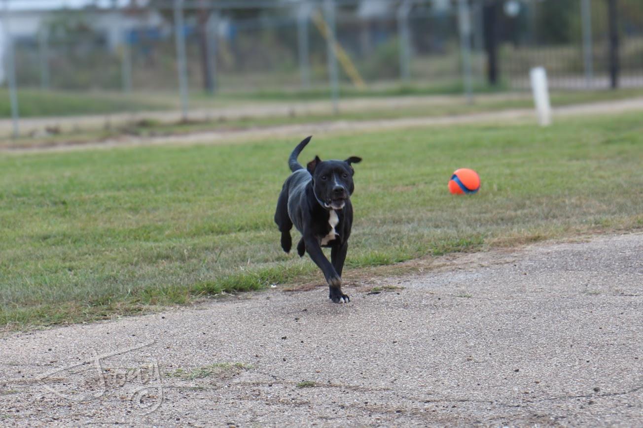 Enlarge Gates, a Adoptable mixed breed in Jackson, MS image 2/5