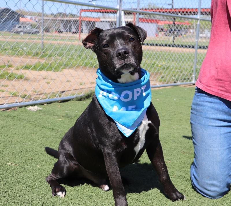 Gates, Adoptable, Adult Male Mixed Breed.