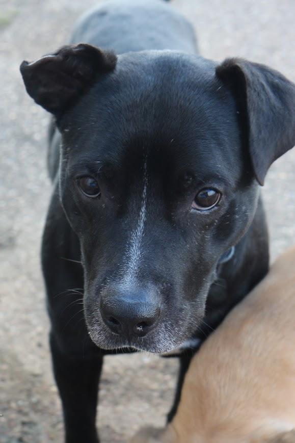 Enlarge Gates, a Adoptable mixed breed in Jackson, MS image 4/5