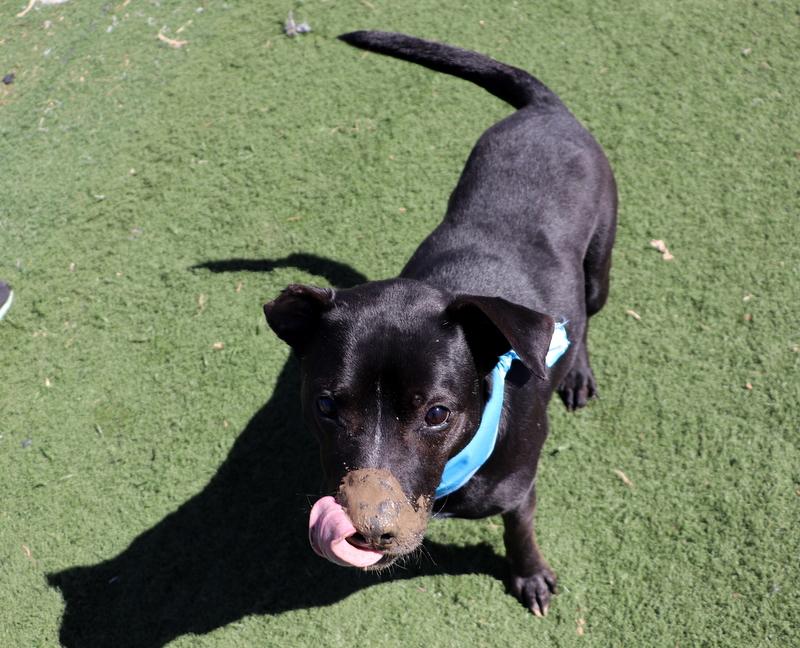 Enlarge Gates, a Adoptable mixed breed in Jackson, MS image 5/6