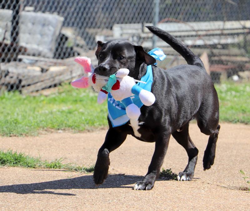 Enlarge Gates, a Adoptable mixed breed in Jackson, MS image 4/6