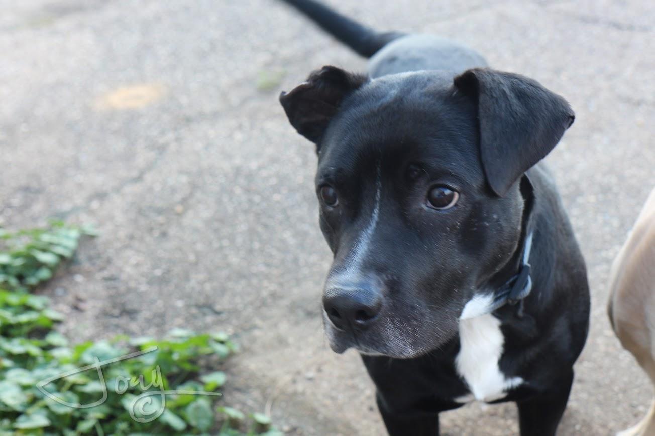 Enlarge Gates, a Adoptable mixed breed in Jackson, MS image 5/5