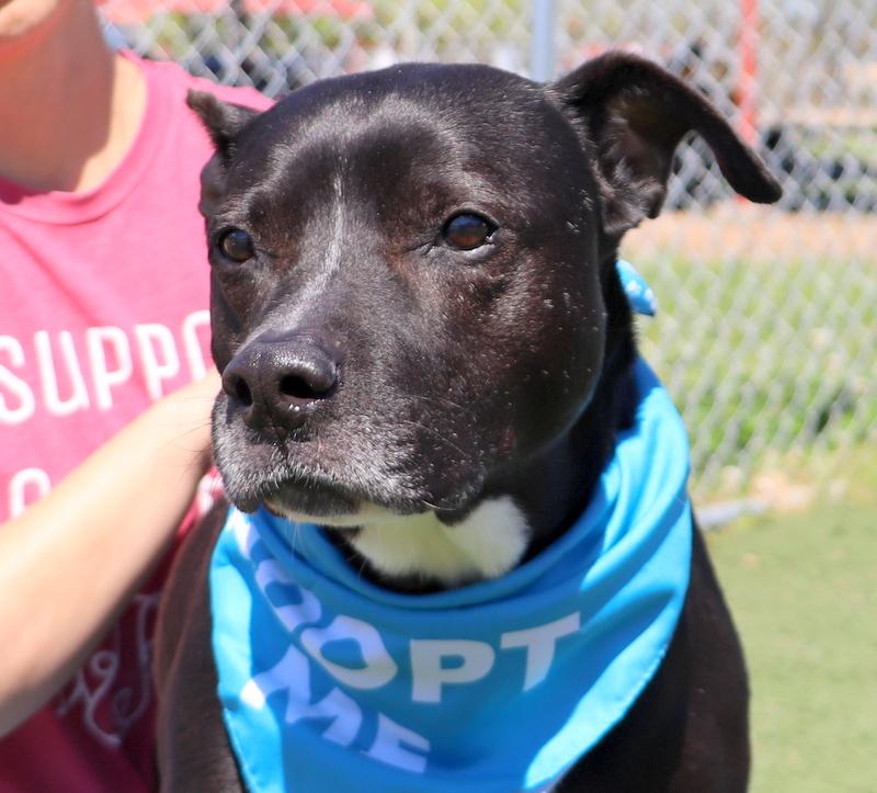 Enlarge Gates, a Adoptable mixed breed in Jackson, MS image 3/6