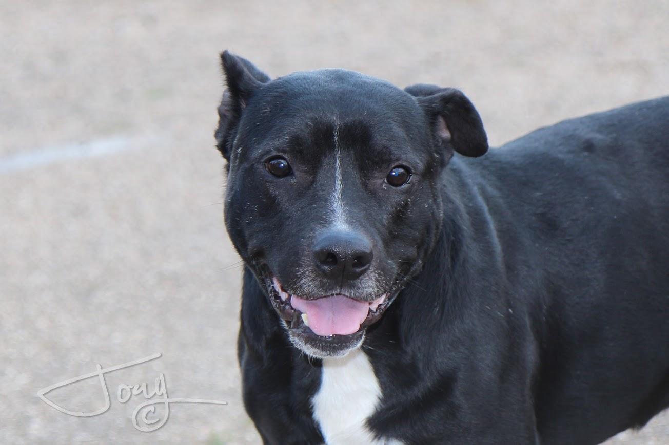 Enlarge Gates, a Adoptable mixed breed in Jackson, MS image 1/5