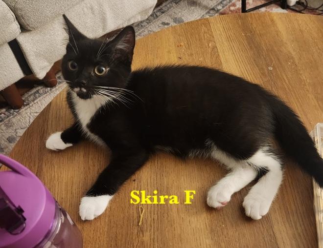 Bunny and Skira, a Adoptable Domestic Short Hair in Melrose, MA image 1/4