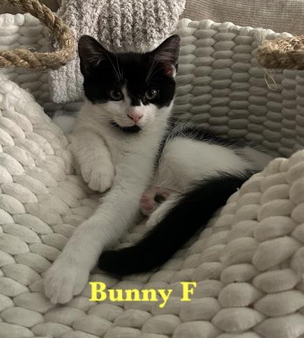 Bunny and Skira, a Adoptable Domestic Short Hair in Melrose, MA image 2/4