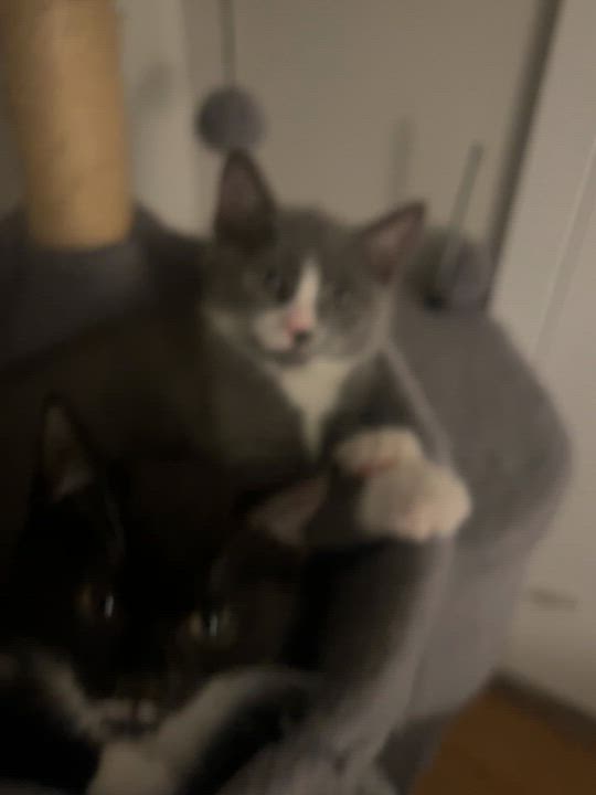 Enlarge Bunny and Skira, a Adoptable Domestic Short Hair in Melrose, MA video 4/4