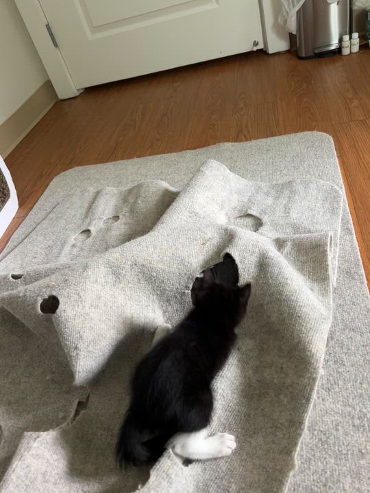 Enlarge Bunny and Skira, a Adoptable Domestic Short Hair in Melrose, MA video 3/4