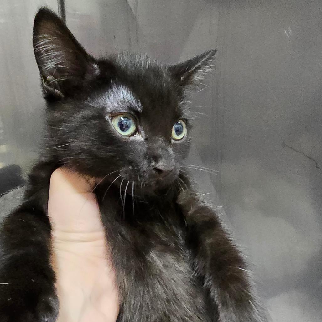 Francine Fudge(Ken Kit 1), Adoptable, Kitten Female Domestic Short Hair.