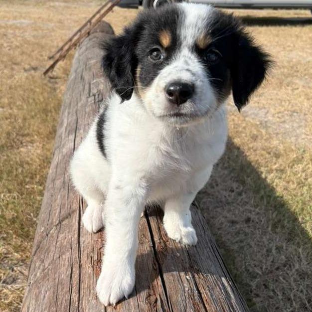Teddy, Adoptable, Puppy Male Sheep Dog.