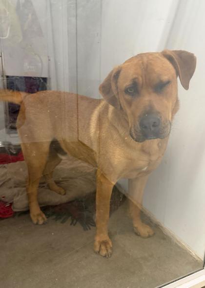 Chewy, Adoptable, Adult Male Catahoula Leopard Dog & Mixed Breed.