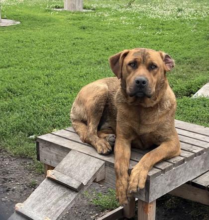Enlarge Chewy, a Adoptable mixed breed in Humboldt, IA image 2/2
